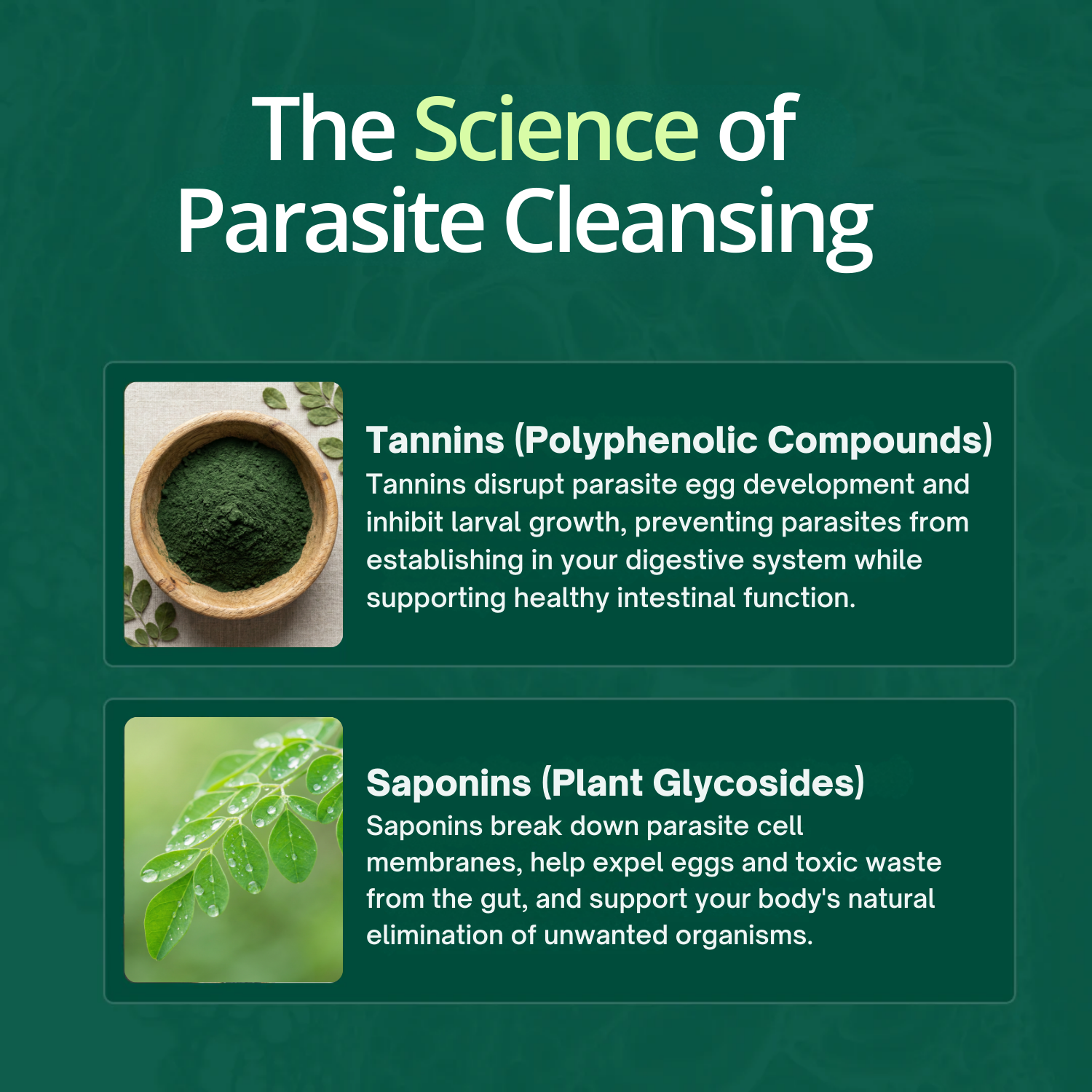 Verdura Moringa | Flush Out Hidden Parasites in Just 14 Days